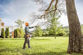 Best Tree Disease Treatment  in South Miami, FL