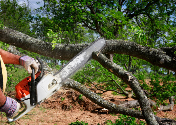 Best Tree Mulching  in South Miami, FL